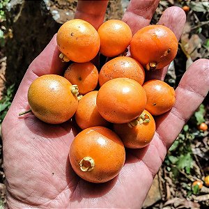 Muda de Gabiroba - Campomanesia pubescens