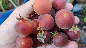 Dovyalis (Campari ou Groselha-do-Ceylão)