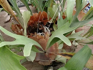 Platycerium regina (Muda Pequena)