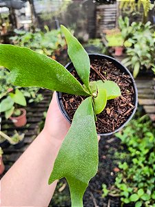 Platycerium regina (Muda Pequena)