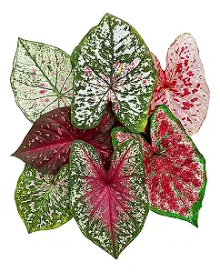 Bulbo de Caládio Mix Confete Colorido (Tamanho T)