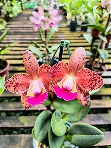 Cattleya Pao de Acucar x LC African Queen