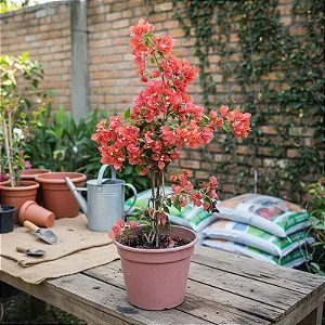 Primavera Terracota - Bougainvillea spp. - Muda Menor