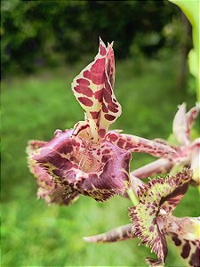 Catasetum Fimbriatum x Pileatum Imperialis 'Dona' (8)