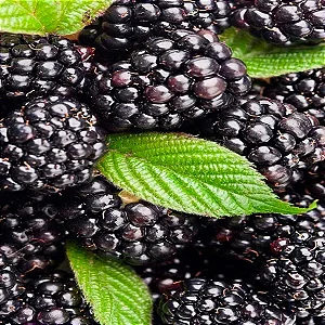 Amora do Ébano - Rubus Fruticosus