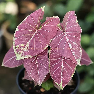 Bulbo de Caládio Grape Beauty