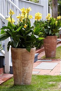 Biri Amarelo Canna indica Flores Vibrantes