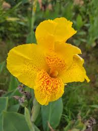 Biri Amarelo Canna indica Flores Vibrantes