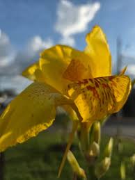 Biri Amarelo Canna indica Flores Vibrantes