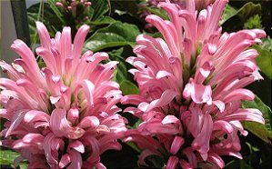 Justicia Rosa - Justicia carnea