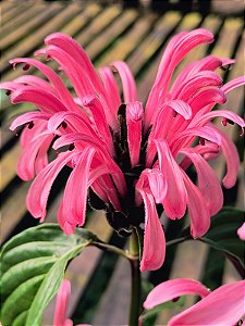 Justicia Rosa - Justicia carnea