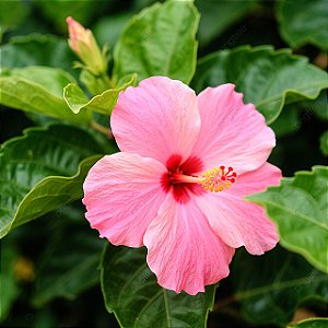 Hibisco Rosa