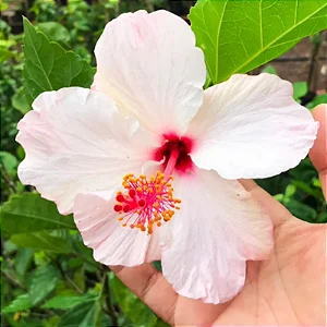 Hibisco Branco