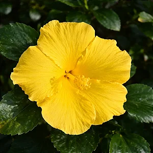 Hibisco Amarelo