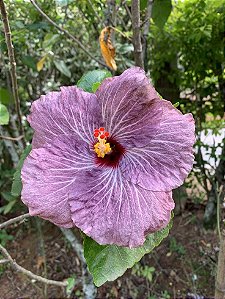 Hibisco Roxo