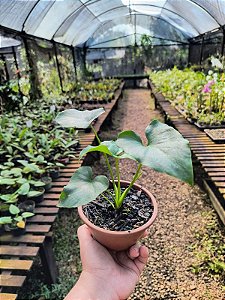 Guaimbê - Philodendron bipinnatifidum (Muda Menor)