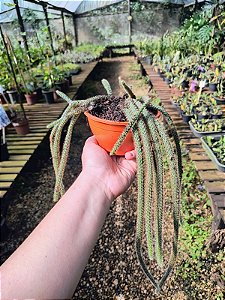 Cacto Rabo de Rato - Aporocactus flagelliformis - Muda Maior