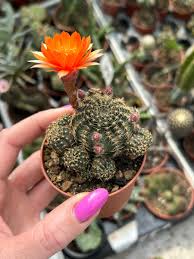 Cacto Lobivia arachnacantha