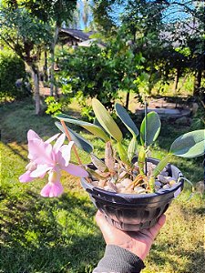 Orquídea Cattleya Walkeriana Aurecy x Elias Donato