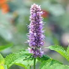 Patchouli Pogostemon cablin - Planta Aromática