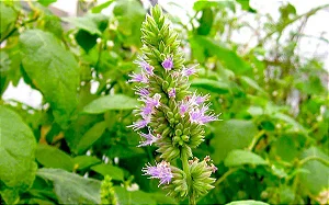 Patchouli Pogostemon cablin - Planta Aromática