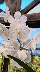 Orquídea Vanda Pakchong White