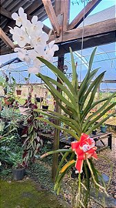 Orquídea Vanda Pakchong White