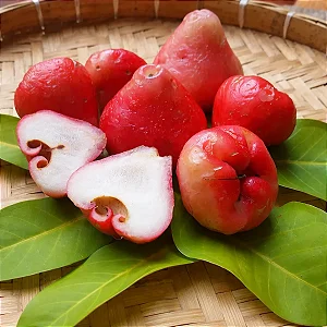 Jambo Rosa Syzygium samarangense Árvore Frutífera