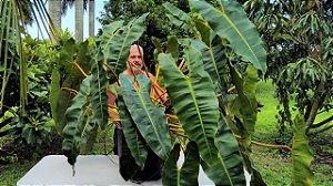 Philodendron Billietiae Folhas Vibrantes