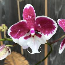 Orquídea Phalaenopsis Allura Santa Claus