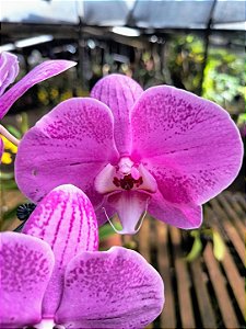 Orquídea Phalaenopsis Jincheng White Lip
