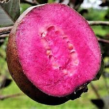 Muda de Goiaba Roxa Exótica e Saborosa