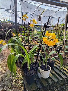 Orquídea Spathoglottis Amarela - Orquídea Terrestre