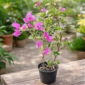Primavera Variegata Bicolor Rosa e Branca