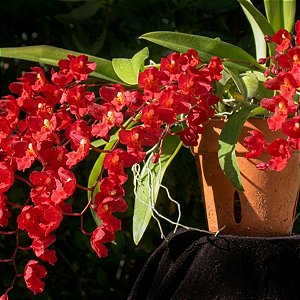 Orquídea Rodricidium Lava Burst Vermelha