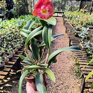 Orquídea Cattleya Blc. Tainan City