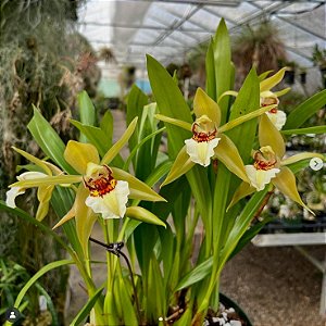 Orquídea Coelogyne lawrenceana