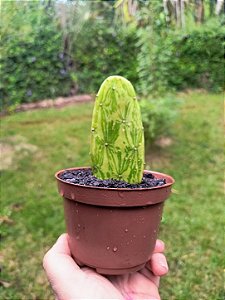 Cacto Opuntia Ficus Indica Variegata ou Língua Falsa