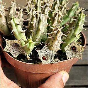 Suculenta Huernia Namaquensis Exótica