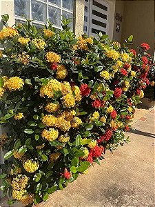 Muda Ixora Mid Amarela 25 cm