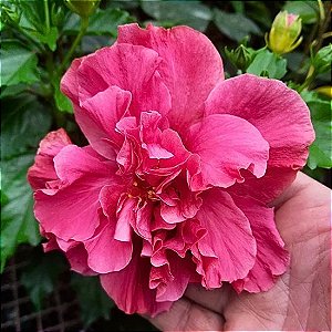 Muda de Hibisco Rosa Dobrado