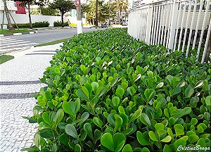 Muda de Clúsia Fluminensis Verde
