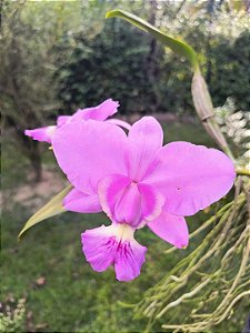 Orquídea Cattleya Walkeriana Tipo Francisco