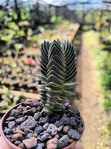 Suculenta Templo de Buda - Crassula Buddha's Temple