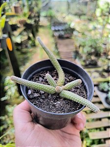 Disocactus Flagelliformis Rabo de Rato Pelado