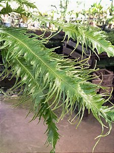 Samambaia Rabo de Pavão (Microsorum punctatum 'serratum')