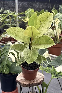 Ficus elastica Shivereana 'Variegata'