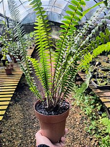 Samambaia Nephrolepis cordifolia