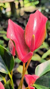 Mini Anturio Var. Lilly Vermelho