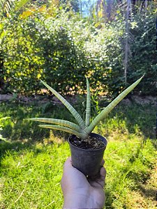 Dracaena Angolensis Sansevieria Cilíndrica Suculenta
